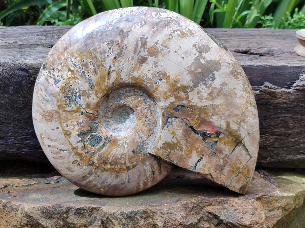 Polished Cleoniceras Red Ammolite Opalized Ammonite Fossil x 1 From Tulear, Madagascar