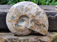 Polished Cleoniceras Red Ammolite Opalized Ammonite Fossil x 1 From Tulear, Madagascar