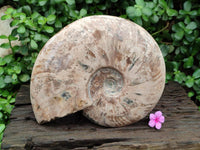 Polished Cleoniceras Red Ammolite Opalized Ammonite Fossil x 1 From Tulear, Madagascar