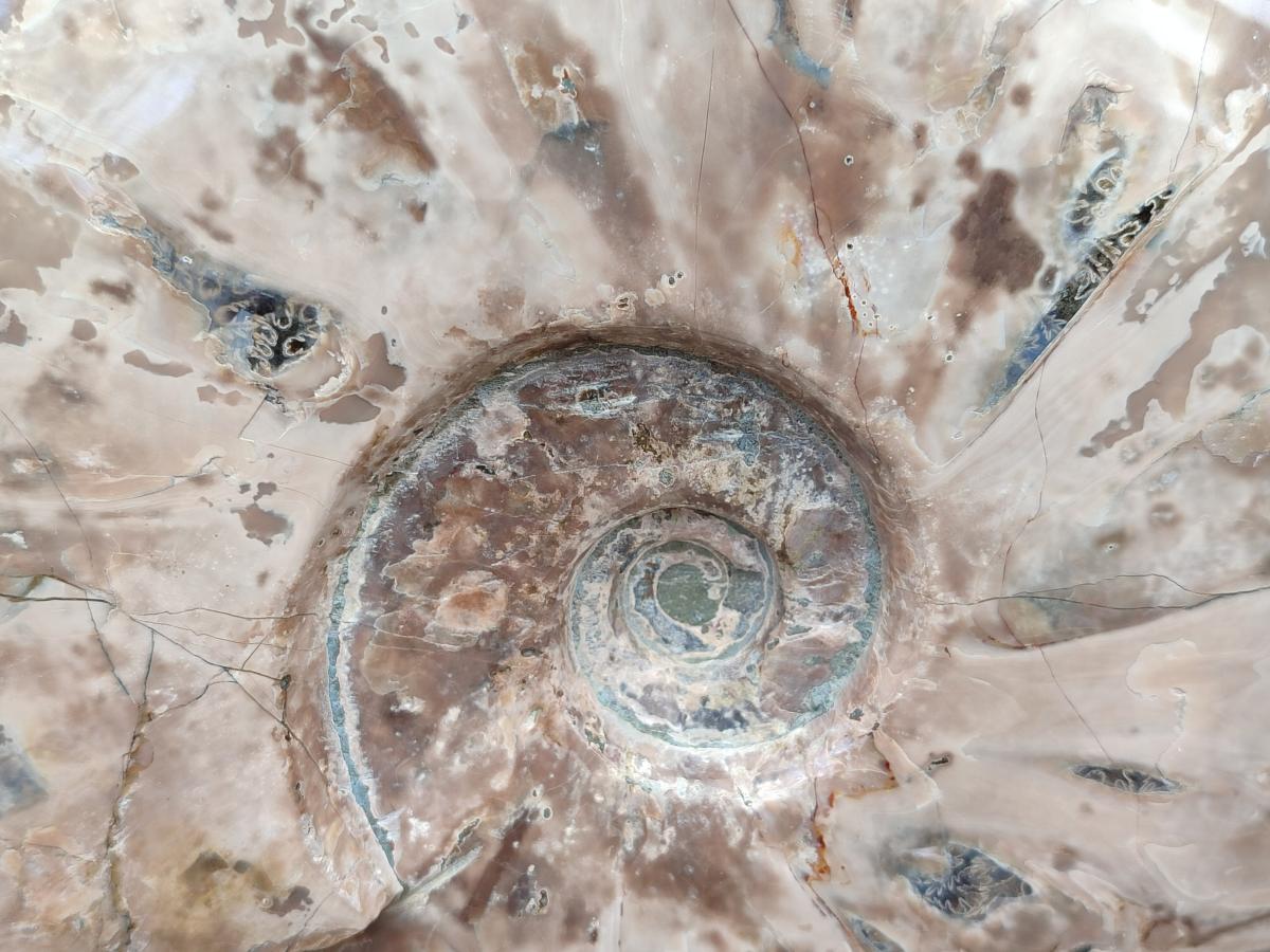 Polished Cleoniceras Red Ammolite Opalized Ammonite Fossil x 1 From Tulear, Madagascar