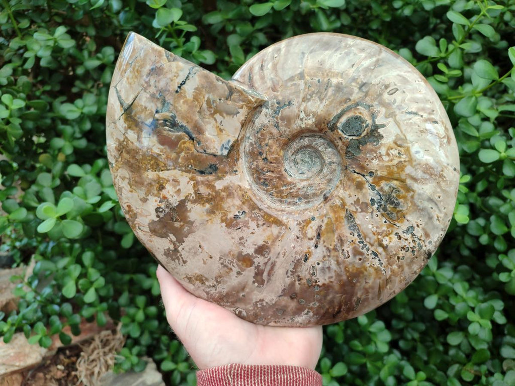 Polished Cleoniceras Red Ammolite Opalized Ammonite Fossil x 1 From Tulear, Madagascar