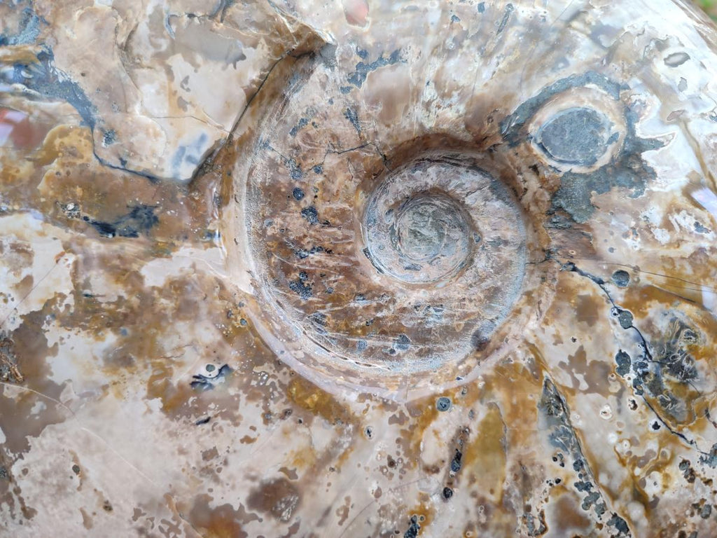 Polished Cleoniceras Red Ammolite Opalized Ammonite Fossil x 1 From Tulear, Madagascar