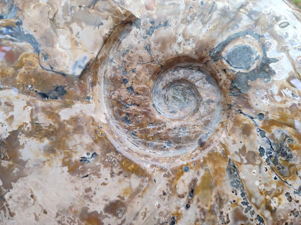 Polished Cleoniceras Red Ammolite Opalized Ammonite Fossil x 1 From Tulear, Madagascar