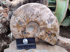 Polished Cleoniceras Red Ammolite Opalized Ammonite Fossil x 1 From Tulear, Madagascar