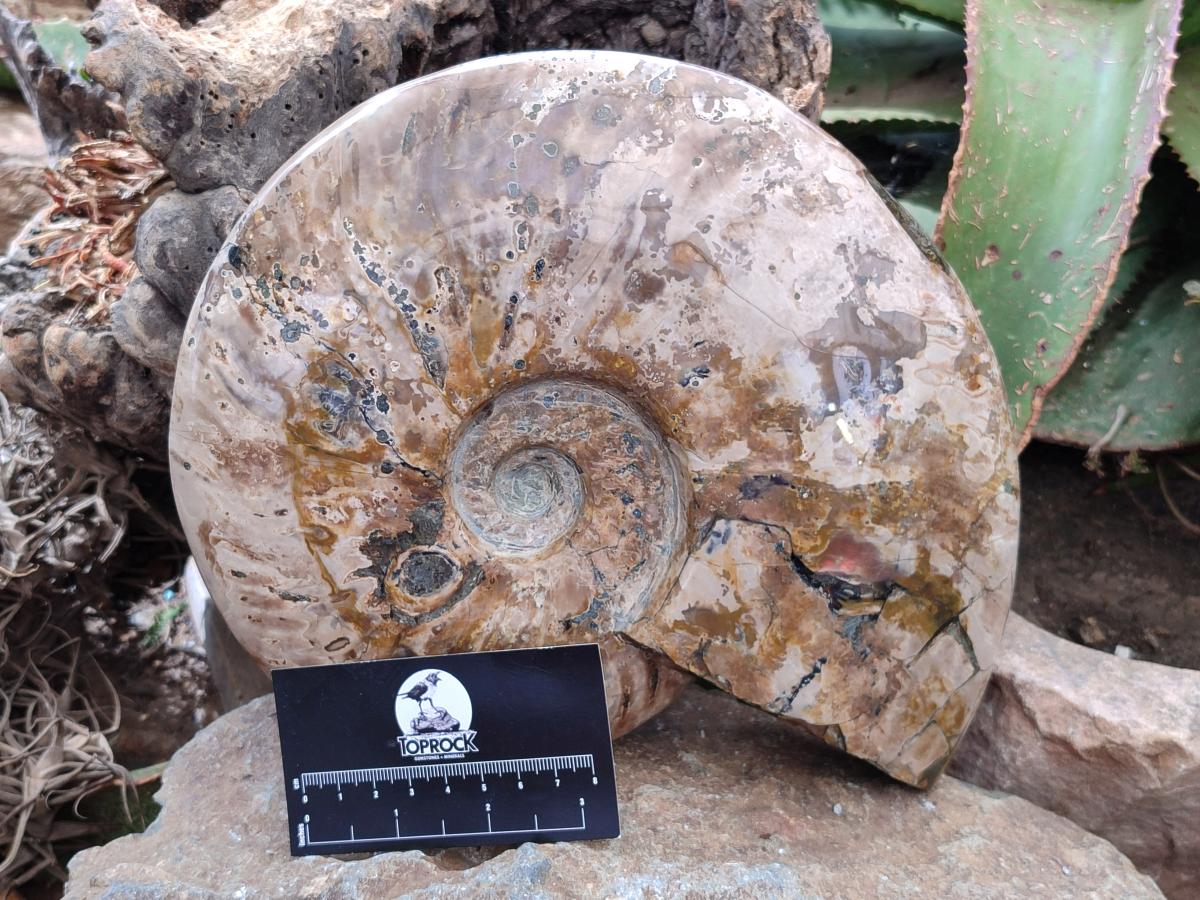 Polished Cleoniceras Red Ammolite Opalized Ammonite Fossil x 1 From Tulear, Madagascar