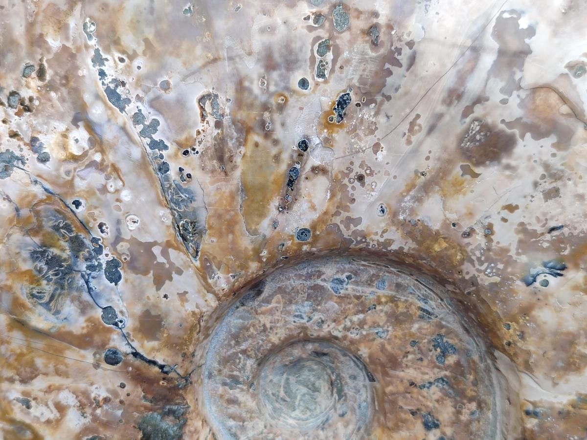 Polished Cleoniceras Red Ammolite Opalized Ammonite Fossil x 1 From Tulear, Madagascar