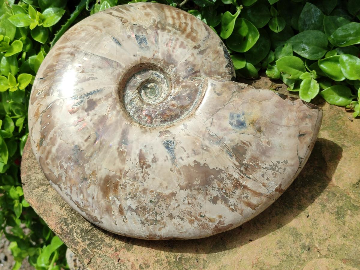 Polished Cleoniceras Red Ammolite Opalized Ammonite Fossil x 1 From Tulear, Madagascar