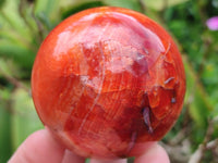 Polished Carnelian Agate Gemstone Spheres x 6 From Madagascar