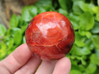 Polished Carnelian Agate Gemstone Spheres x 6 From Madagascar