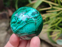 Polished Malachite Spheres x 2 From Congo