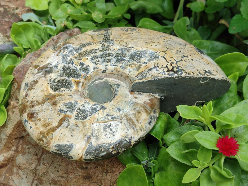 Polished Cleoniceras Ammonite Fossil x 1 From Tulear, Madagascar - Toprock Gemstones and Minerals 