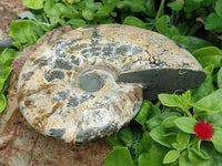 Polished Cleoniceras Ammonite Fossil x 1 From Tulear, Madagascar