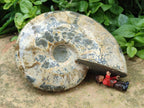 Polished Cleoniceras Ammonite Fossil x 1 From Tulear, Madagascar