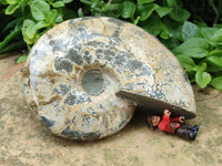 Polished Cleoniceras Ammonite Fossil x 1 From Tulear, Madagascar
