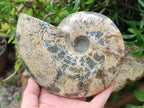 Polished Cleoniceras Ammonite Fossil x 1 From Tulear, Madagascar