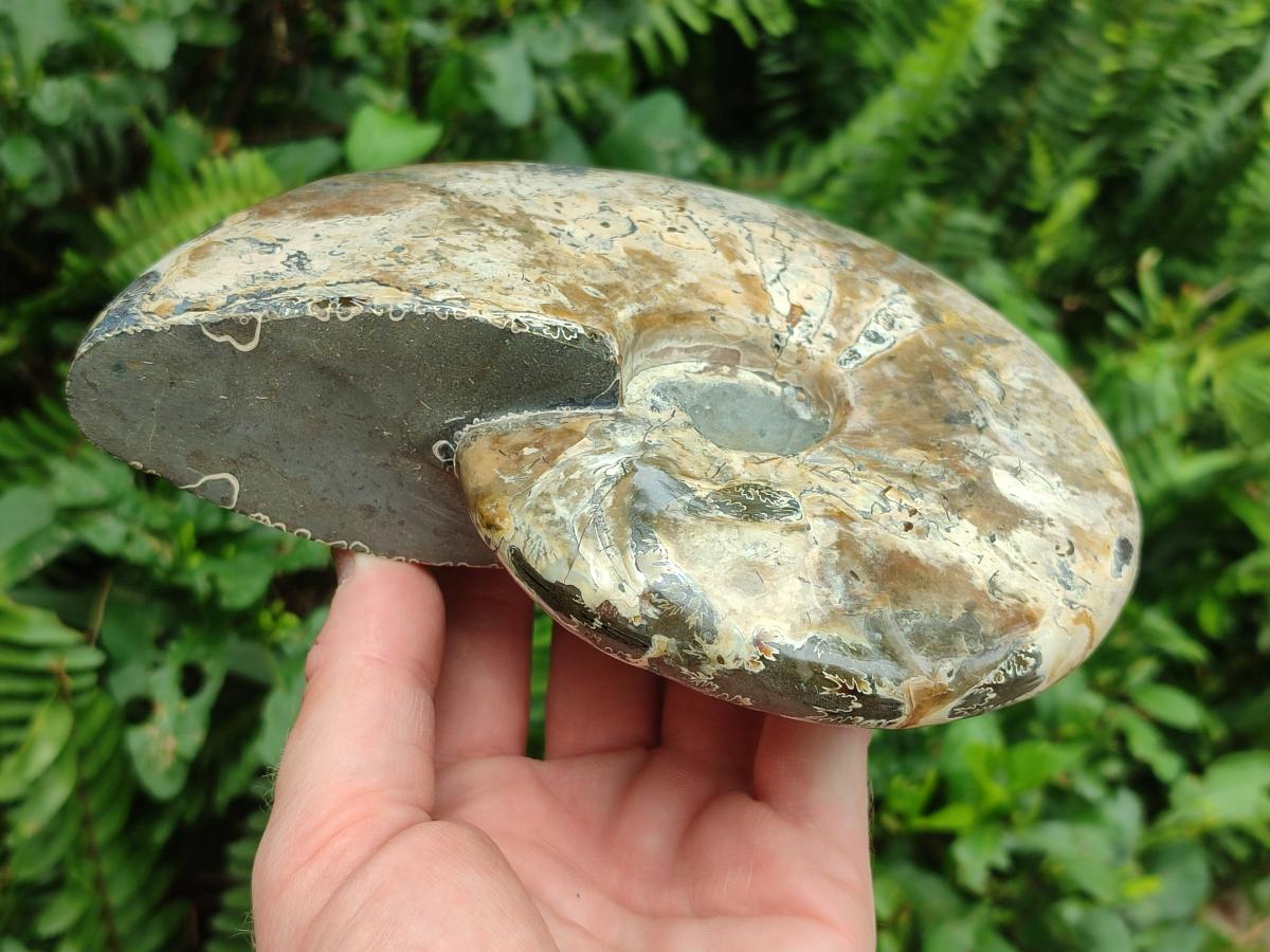 Polished Cleoniceras Ammonite Fossil x 1 From Tulear, Madagascar