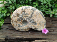 Polished Cleoniceras Ammonite Fossil x 1 From Tulear, Madagascar