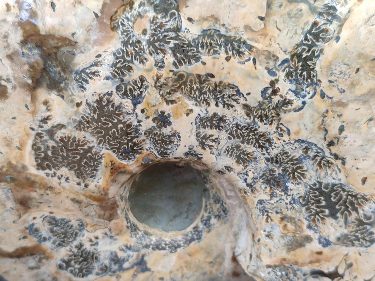 Polished Cleoniceras Ammonite Fossil x 1 From Tulear, Madagascar