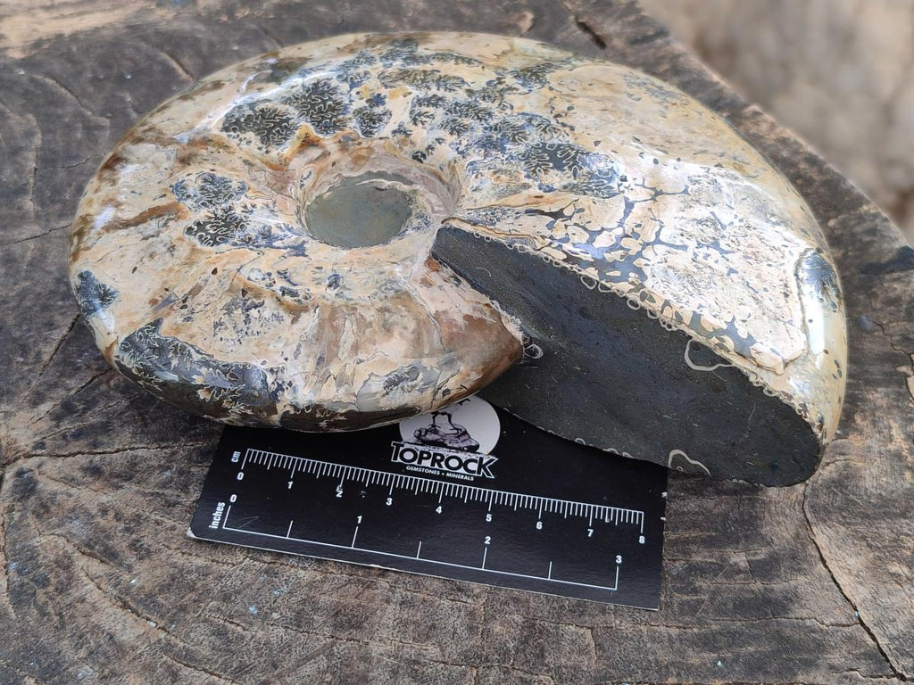 Polished Cleoniceras Ammonite Fossil x 1 From Tulear, Madagascar