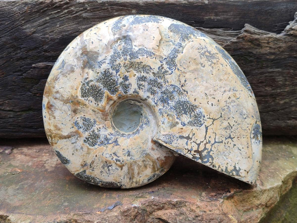 Polished Cleoniceras Ammonite Fossil x 1 From Tulear, Madagascar