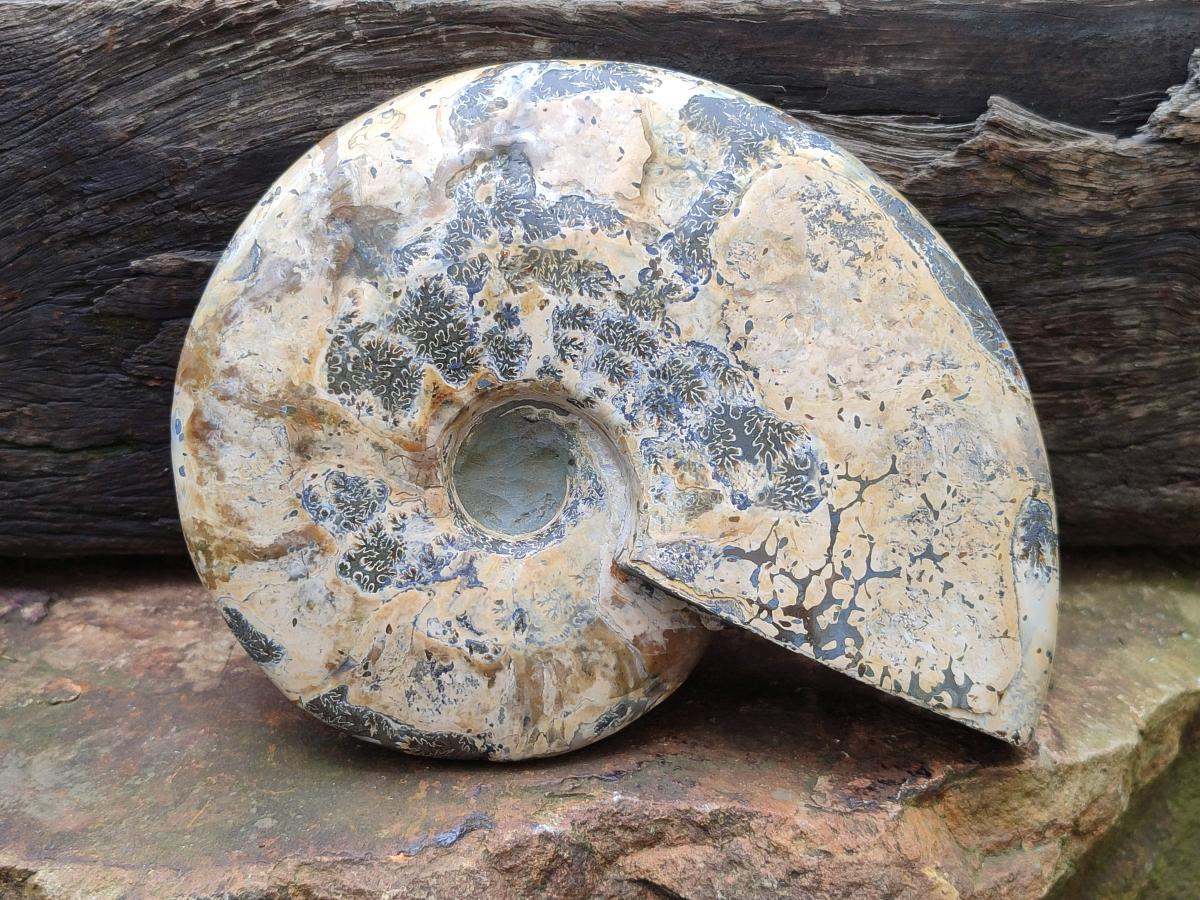Polished Cleoniceras Ammonite Fossil x 1 From Tulear, Madagascar