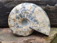 Polished Cleoniceras Ammonite Fossil x 1 From Tulear, Madagascar