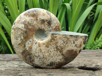 Polished Cleoniceras Ammonite Fossil x 1 From Tulear, Madagascar