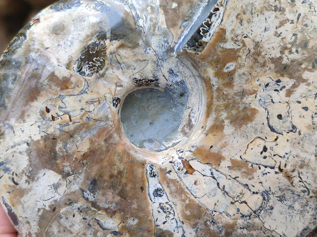 Polished Cleoniceras Ammonite Fossil x 1 From Tulear, Madagascar