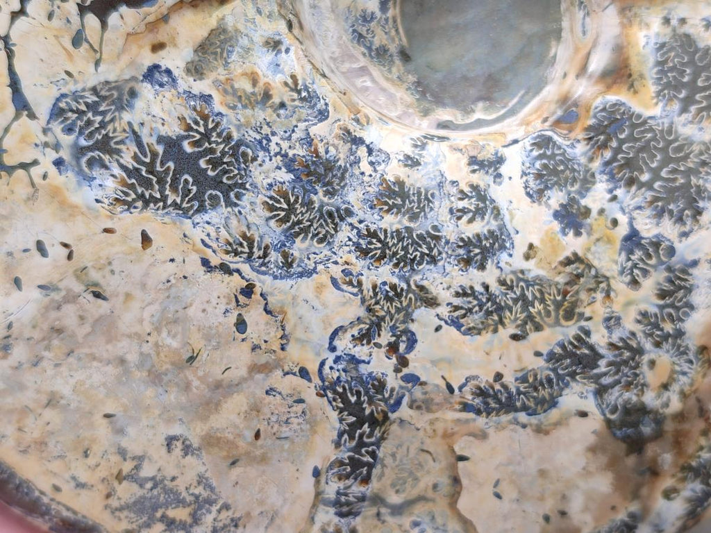 Polished Cleoniceras Ammonite Fossil x 1 From Tulear, Madagascar