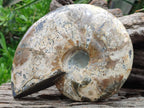 Polished Cleoniceras Ammonite Fossil x 1 From Tulear, Madagascar