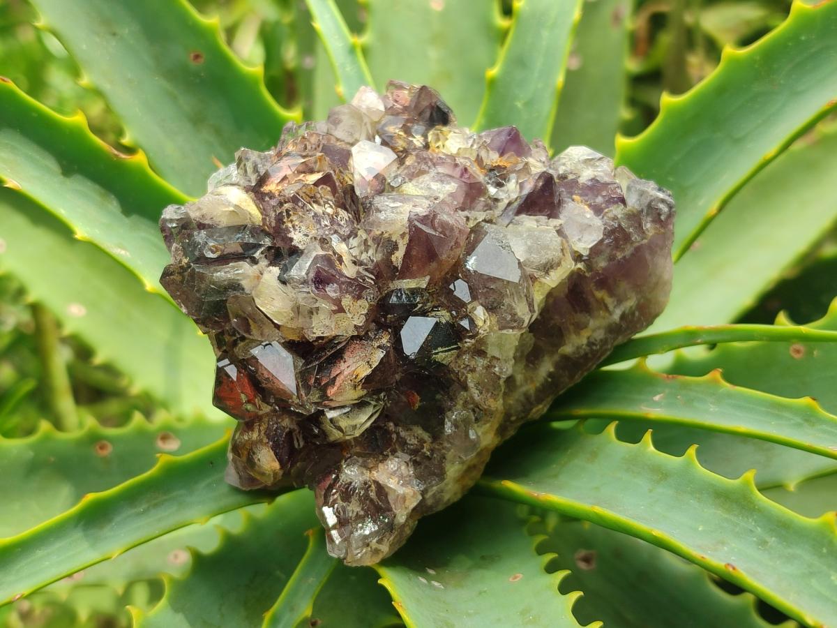Natural Rare Asylum Multi Phantom Amethyst Crystal Clusters x 6 From Luena, Congo