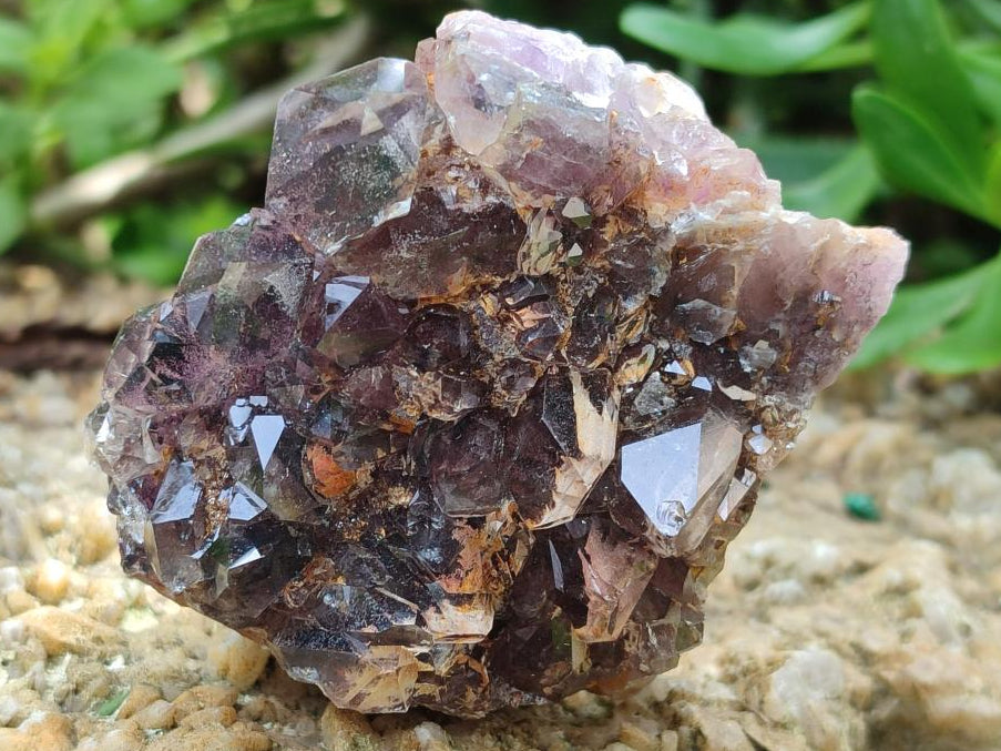 Natural Rare Asylum Multi Phantom Amethyst Crystal Clusters x 6 From Luena, Congo