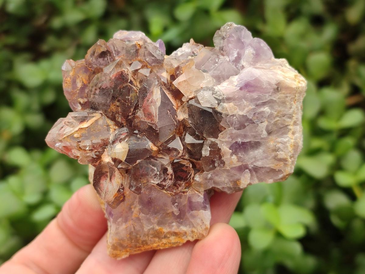 Natural Rare Asylum Multi Phantom Amethyst Crystal Clusters x 6 From Luena, Congo
