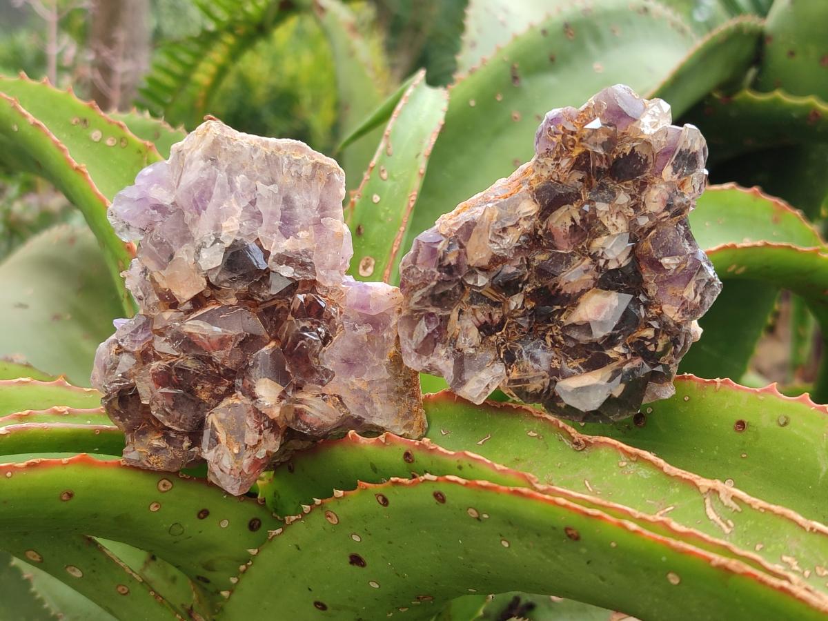 Natural Rare Asylum Multi Phantom Amethyst Crystal Clusters x 6 From Luena, Congo