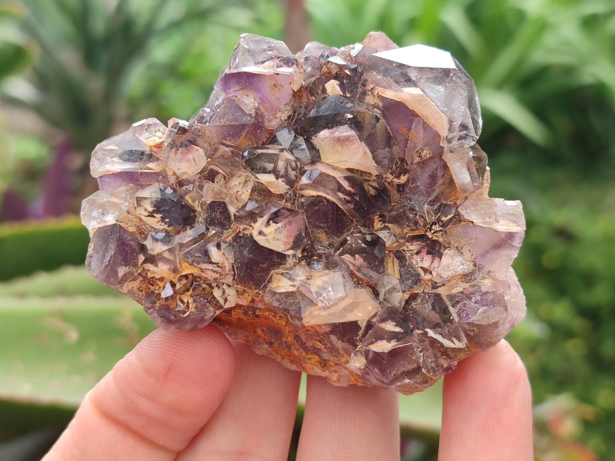 Natural Rare Asylum Multi Phantom Amethyst Crystal Clusters x 6 From Luena, Congo