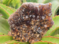 Natural Rare Asylum Multi Phantom Amethyst Crystal Clusters x 6 From Luena, Congo