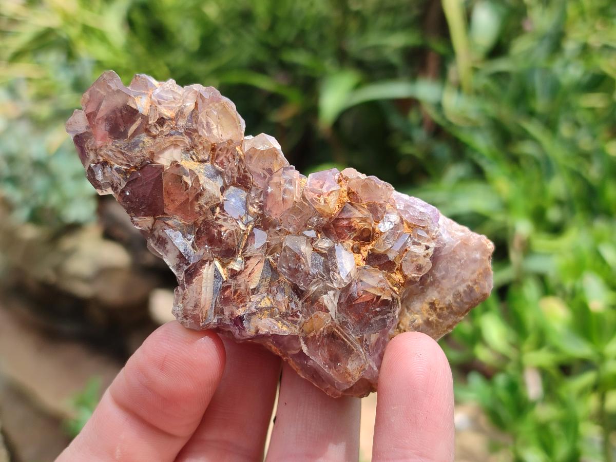 Natural Rare Asylum Multi Phantom Amethyst Crystal Clusters x 6 From Luena, Congo