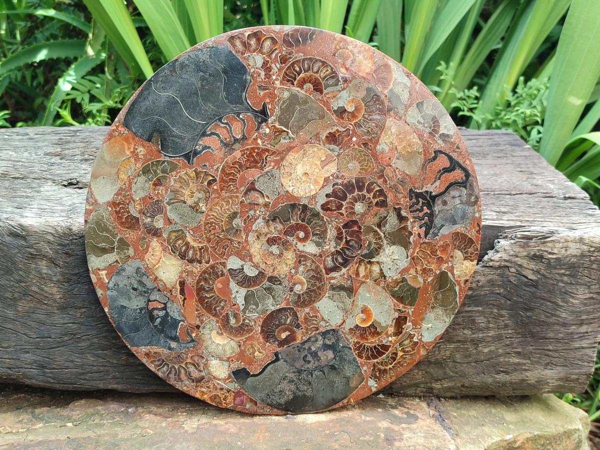 A Polished Ammonite Fossil Conglomerate Plaque or Table Plate Holders x 2 From Mahajanga, Madagascar