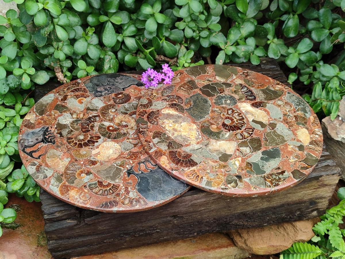 A Polished Ammonite Fossil Conglomerate Plaque or Table Plate Holders x 2 From Mahajanga, Madagascar
