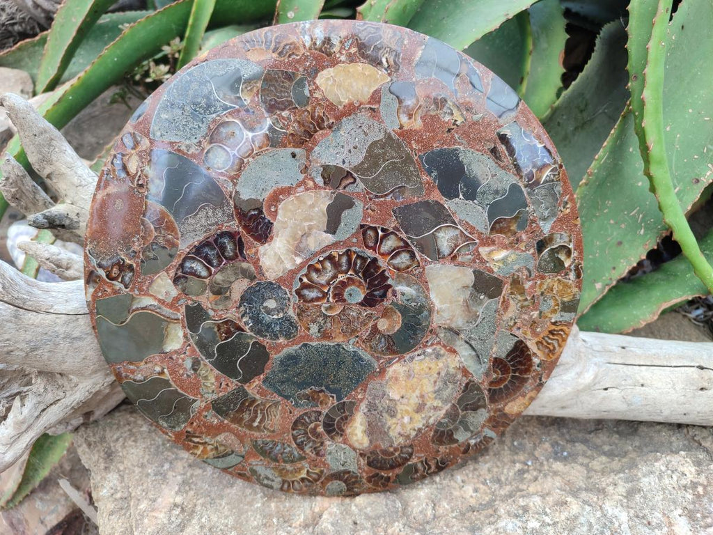 A Polished Ammonite Fossil Conglomerate Plaque or Table Plate Holders x 2 From Mahajanga, Madagascar