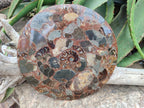 A Polished Ammonite Fossil Conglomerate Plaque or Table Plate Holders x 2 From Mahajanga, Madagascar