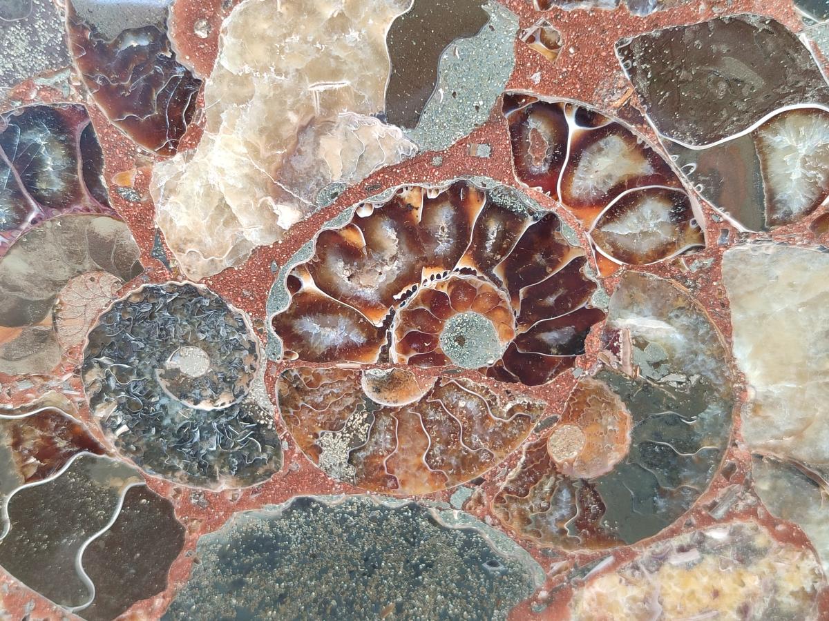 A Polished Ammonite Fossil Conglomerate Plaque or Table Plate Holders x 2 From Mahajanga, Madagascar