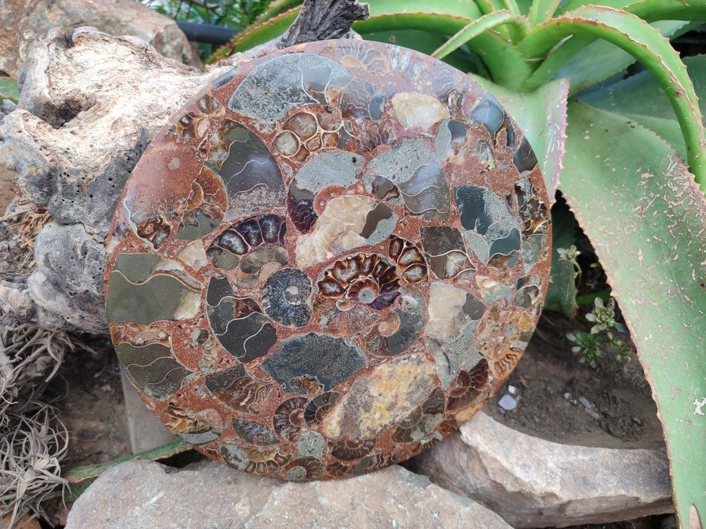 A Polished Ammonite Fossil Conglomerate Plaque or Table Plate Holders x 2 From Mahajanga, Madagascar