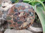A Polished Ammonite Fossil Conglomerate Plaque or Table Plate Holders x 2 From Mahajanga, Madagascar
