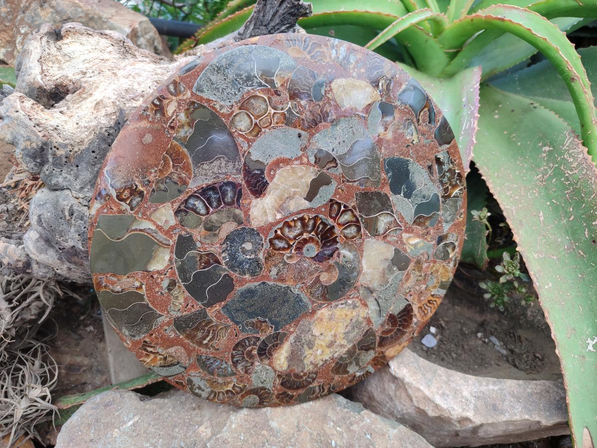 A Polished Ammonite Fossil Conglomerate Plaque or Table Plate Holders x 2 From Mahajanga, Madagascar