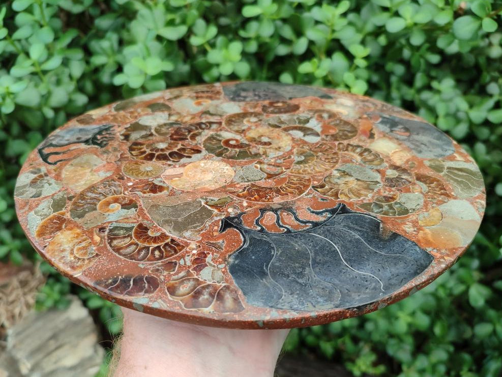 A Polished Ammonite Fossil Conglomerate Plaque or Table Plate Holders x 2 From Mahajanga, Madagascar