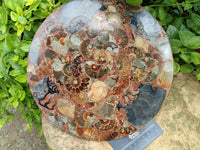 A Polished Ammonite Fossil Conglomerate Plaque or Table Plate Holders x 2 From Mahajanga, Madagascar