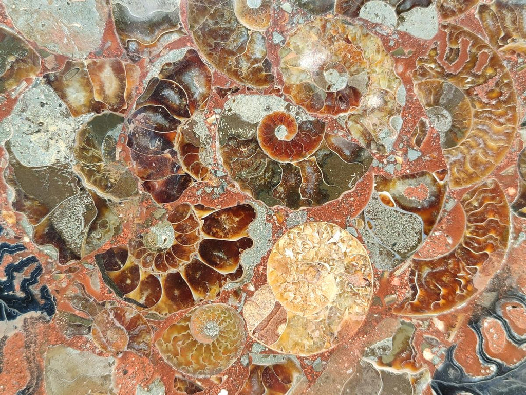 A Polished Ammonite Fossil Conglomerate Plaque or Table Plate Holders x 2 From Mahajanga, Madagascar