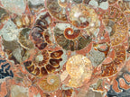 A Polished Ammonite Fossil Conglomerate Plaque or Table Plate Holders x 2 From Mahajanga, Madagascar