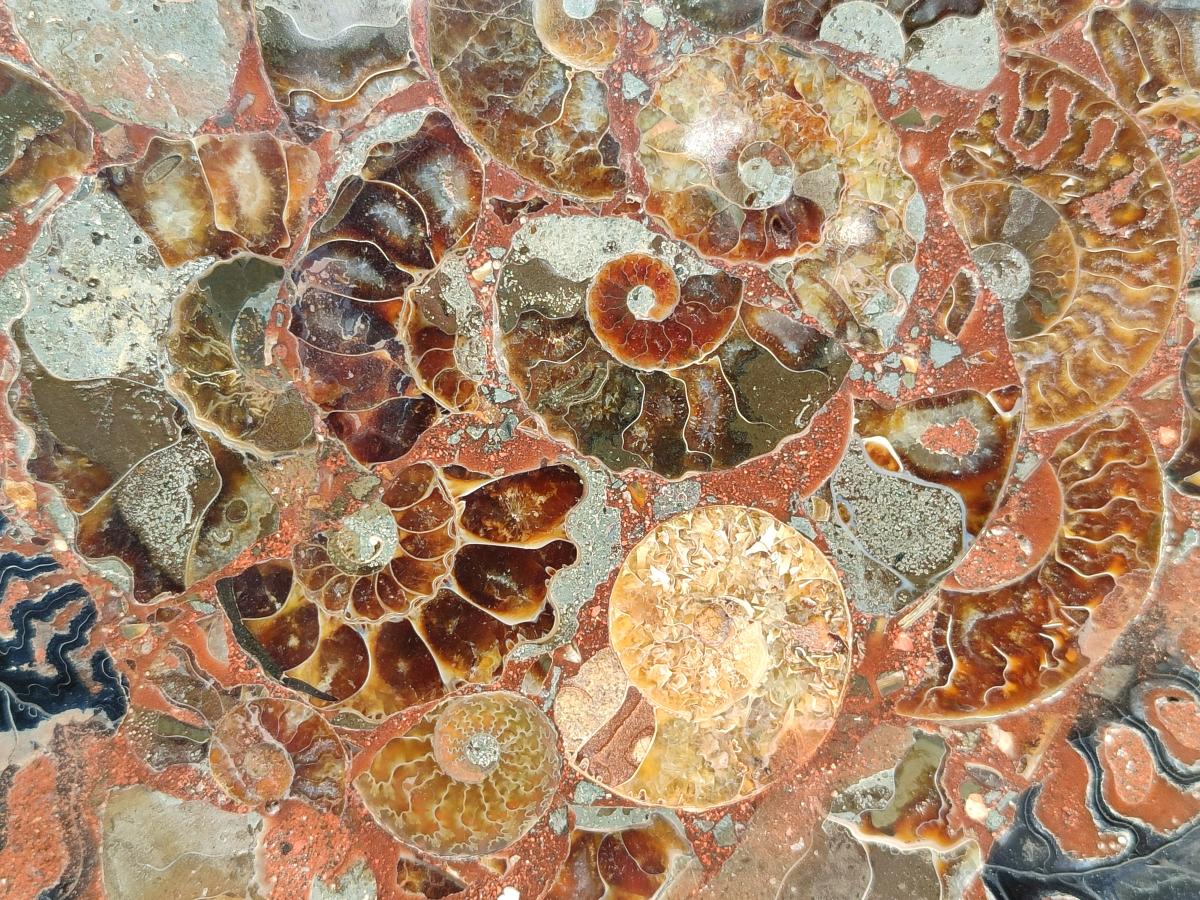 A Polished Ammonite Fossil Conglomerate Plaque or Table Plate Holders x 2 From Mahajanga, Madagascar